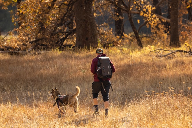 10 Best Dog Backpack For Hiking 2022: Buying Guide