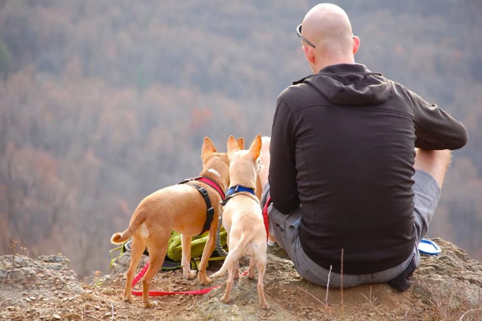 Can I go camping with my dog