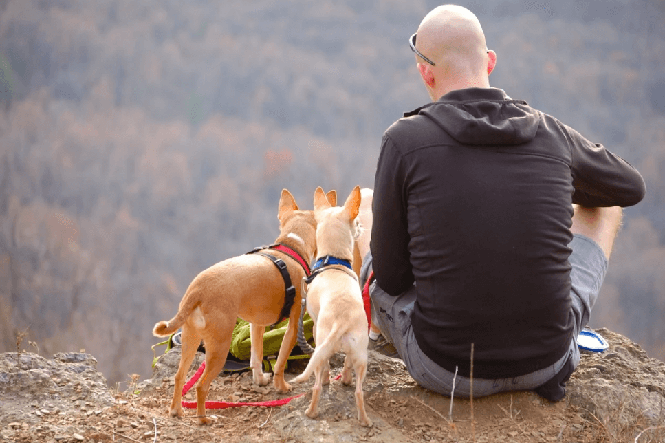 Can I go camping with my dog? 2022: Best Guide